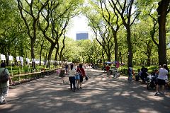 07A American Elms Form A Canopy Above The Mall The Widest Pedestrian Pathway In Central Park Midpark 66-72 St.jpg